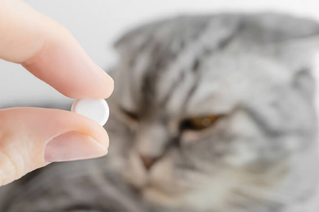 Aspirin Can Ease Cats Pain – Aspirin is Safe for Cats and Here is Why