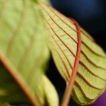 Unveiling the Comprehensive Guide to Green Leaf Kratom