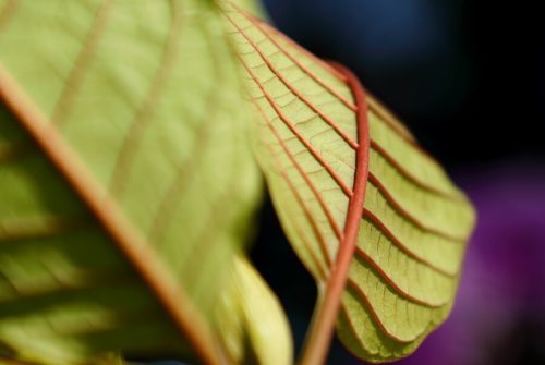 Unveiling the Comprehensive Guide to Green Leaf Kratom