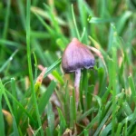 Unlocking Athletic Potential: The Role of Magic Mushrooms in Sports Wellness