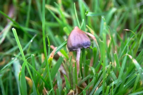 Unlocking Athletic Potential: The Role of Magic Mushrooms in Sports Wellness