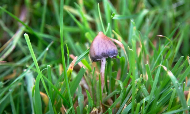 Unlocking Athletic Potential: The Role of Magic Mushrooms in Sports Wellness